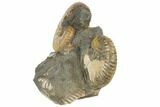 Two Fossil Ammonites (Jeletzkytes) - South Dakota #189340-3
